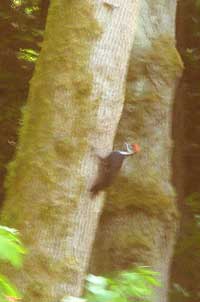 Pileated woodpecker on a big-leaf maple