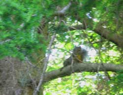Douglas red squirrel